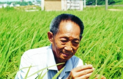 傳承袁隆平精神，造福世界人民丨隆平高科企業(yè)文化建設(shè)項(xiàng)目